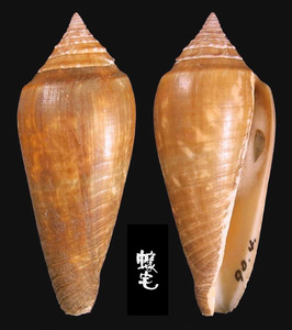 黃楊木芋螺 Conus ochroleucus 4