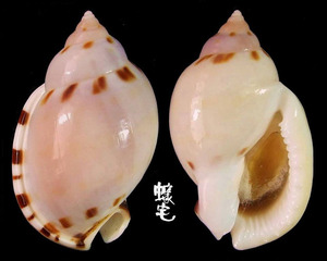 斑點小鬘螺 Casmaria ponderosa 1