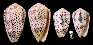 芝麻芋螺 Conus pulicarius 5