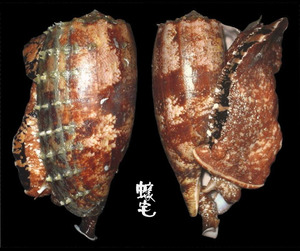 殺手芋螺 Conus geographus 1