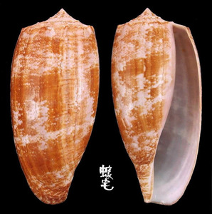 殺手芋螺 Conus geographus 2