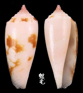 殺手芋螺 Conus geographus 5