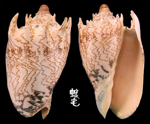 魯賓遜帝王渦螺 Cymbiola imperialis f. robinsona 1