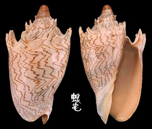 魯賓遜帝王渦螺 Cymbiola imperialis f. robinsona 2