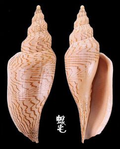 艾麗卡渦螺 Fulgoraria ericarum 1