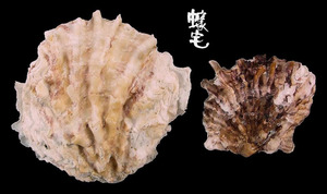 岩牡蠣 Crassostrea nippona 2
