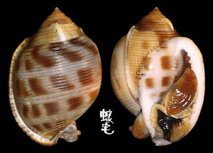日本鬘螺 Phalium bisulcatum japonica 1