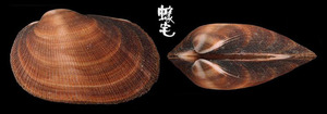 紅鬍魁蛤 Barbatia bicolorata 3