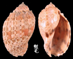 西非楊桃螺 Harpa doris 3