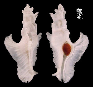大犁芭蕉螺 Pterynotus elongatus 1