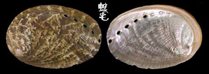 菲律賓鮑螺 Haliotis glabra 2