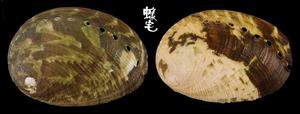 菲律賓鮑螺 Haliotis glabra 3