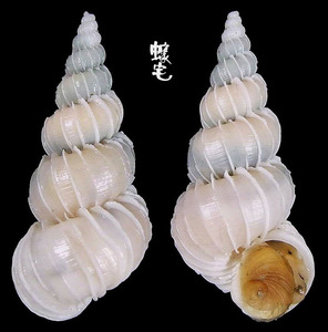 Costulatum海螄螺 Surrepifungium costulatum 1