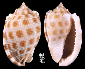 布紋鬘螺 Phalium decussatum 3