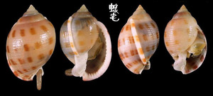 斑帶鬘螺 Phalium bisulcatum 3