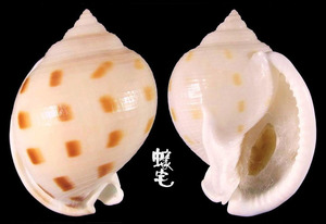 斑帶鬘螺 Phalium bisulcatum 6