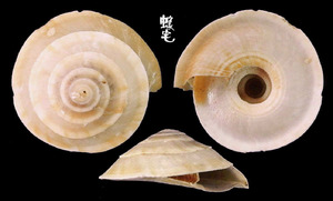 扁車輪螺 Discotectonica acutissima 1
