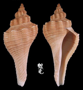 角香螺 Hemifusus crassicaudus 5