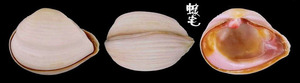 紅唇抱蛤 Corbula erythrodon 2