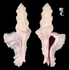小犁芭蕉螺 Pterynotus bipinnatus 1