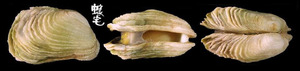 百合簾蛤 Irus mitis 1