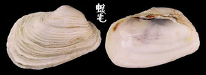 百合簾蛤 Irus mitis 3