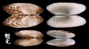 青鬍魁蛤 Barbatia virescens 5