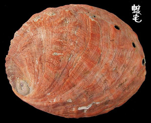 紅鮑螺 Haliotis rufescens 1