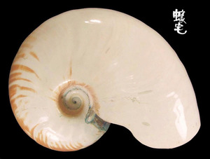 廣臍鸚鵡螺 Nautilus scrobiculatus