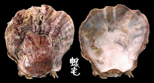 疏鱗牡蠣 Ostrea circumpicta