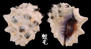 紫口岩螺 Drupa morum 2