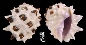 紫口岩螺 Drupa morum 6