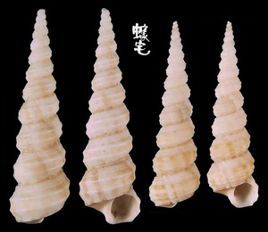 鑽頭錐螄螺 Eglisia tricarinata  2