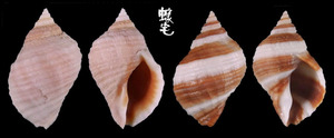 狗岩螺 Nucella lapillus 3