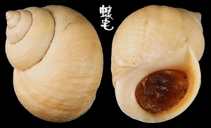 岩石玉黍螺 Littorina saxatilis 1