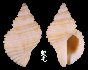 銼紋岩螺 Nucella lima 1