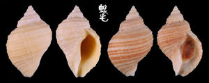銼紋岩螺 Nucella lima 2