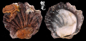中華牡蠣 Hyotissa sinensis 1