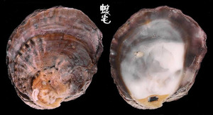 中華牡蠣 Hyotissa sinensis 3