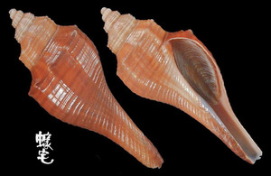 赤香螺 Hemifusus ternatanus 1