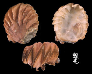 齒緣牡蠣 Dendostrea folium 1