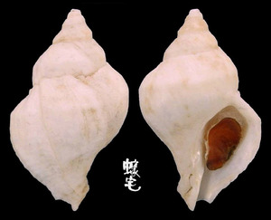 鱗片岩螺 Nucella lamellosa 1