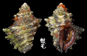 鱗棘岩螺 Semiricinula turbinoides 2