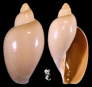 東沙榖米螺 Marginellona gigas 1