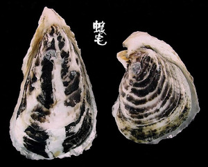 大牡蠣 Crassostrea gigas 3