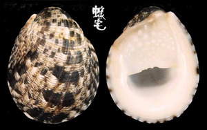 漁舟蜑螺 Nerita albicilla 4
