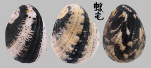 漁舟蜑螺 Nerita albicilla 5