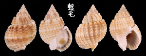 球織紋螺 Nassarius conoidalis 3