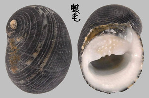 塞內加爾蜑螺 Nerita senegalensis 1