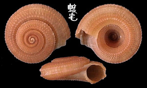扁小輪螺 Heliacus infundibuliformis